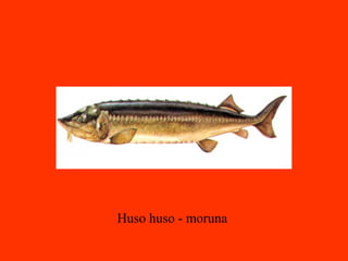 Huso huso - moruna
 