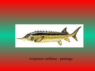 Acipenser stellatus - pastruga
 