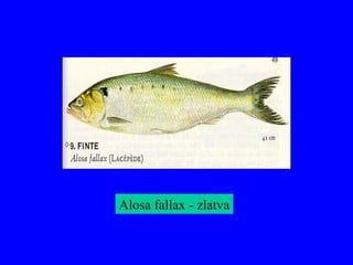 Alosa fallax - zlatva
 