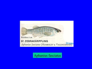 Aphanius fasciatus
 
