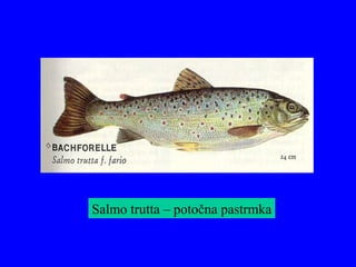 Salmo trutta – potočna pastrmka
 