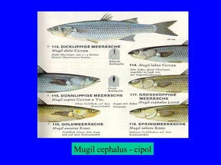 Mugil cephalus - cipol
 
