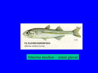 Atherina mochon – zeleni glavač
 