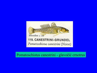Pomatoschistus canestrini - glavočić crnotrus
 