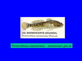 Proterorhinus marmoratus – mramorasti glavač
 