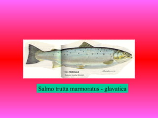 Salmo trutta marmoratus - glavatica
 