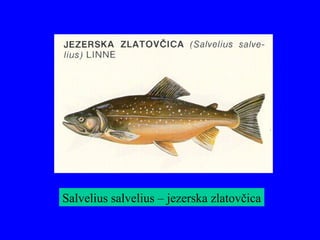 Salvelius salvelius – jezerska zlatovčica
 