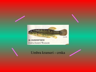 Umbra krameri - crnka
 