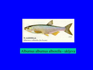 Alburnus alburnus alborella - ukljeva
 