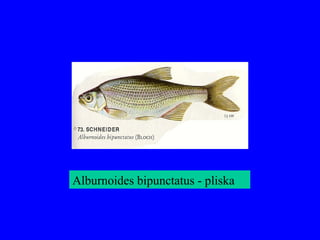 Alburnoides bipunctatus - pliska
 