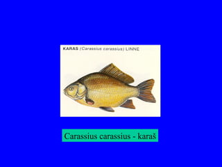 Carassius carassius - karaš
 