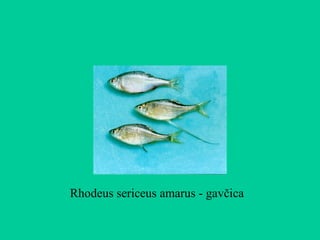 Rhodeus sericeus amarus - gavčica
 