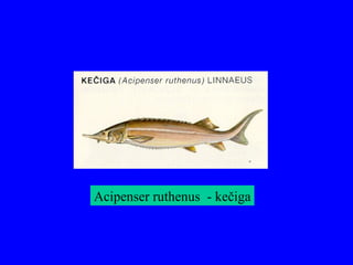 Acipenser ruthenus - kečiga
 