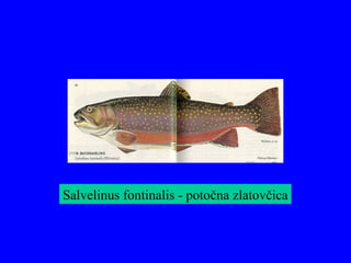 Salvelinus fontinalis - potočna zlatovčica
 
