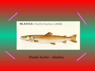 Hucho hucho - mladica
 
