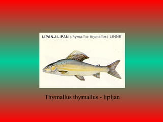 Thymallus thymallus - lipljan
 