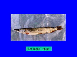 Esox lucius - štuka
 