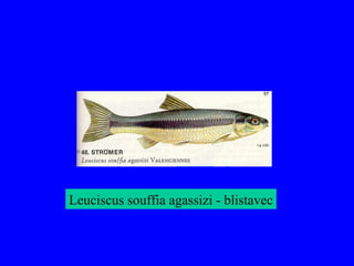 Leuciscus souffia agassizi - blistavec
 