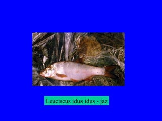 Leuciscus idus idus - jaz
 