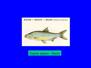 Aspius aspius - bucov
 