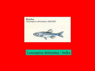 Leucaspius delineatus - belka
 