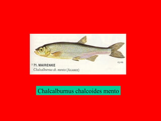 Chalcalburnus chalcoides mento
 