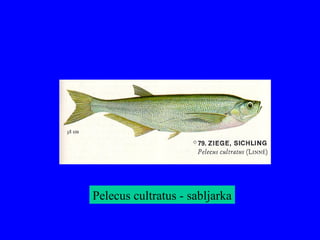 Pelecus cultratus - sabljarka
 