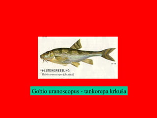 Gobio uranoscopus - tankorepa krkuša
 