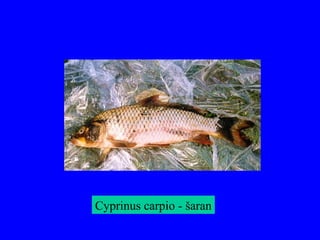 Cyprinus carpio - šaran
 