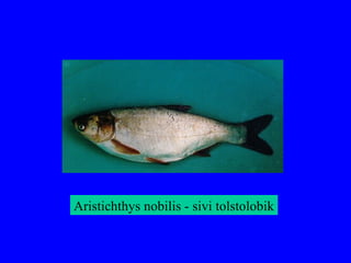 Aristichthys nobilis - sivi tolstolobik
 