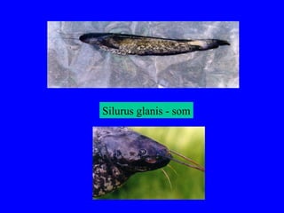 Silurus glanis - som
 