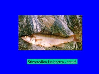 Stizostedion lucioperca - smudj
 