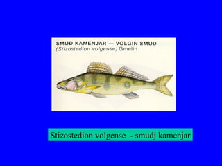 Stizostedion volgense - smudj kamenjar
 
