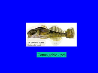 Cottus gobio - peš
 