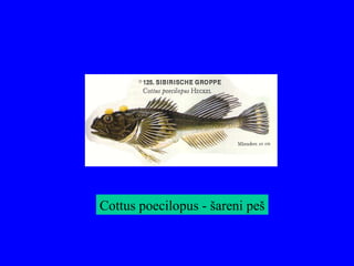 Cottus poecilopus - šareni peš
 