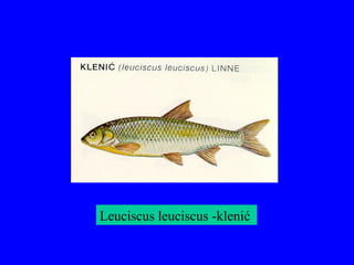 Leuciscus leuciscus -klenić
 