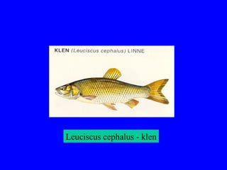 Leuciscus cephalus - klen
 