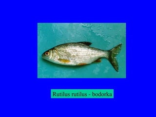 Rutilus rutilus - bodorka
 