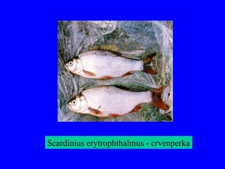 Scardinius erytrophthalmus - crvenperka
 