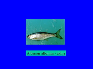 Alburnus alburnus - uklija
 
