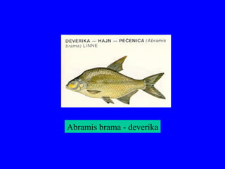Abramis brama - deverika
 