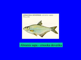 Abramis sapa - crnooka deverika
 