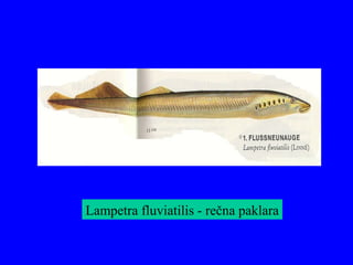 Lampetra fluviatilis - rečna paklara
 