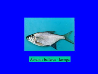 Abramis ballerus - kesega
 