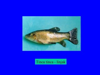 Tinca tinca - linjak
 
