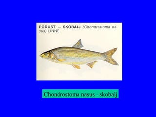 Chondrostoma nasus - skobalj
 