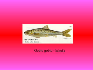 Gobio gobio - krkuša
 