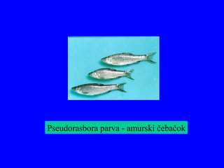 Pseudorasbora parva - amurski čebačok
 