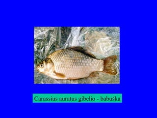 Carassius auratus gibelio - babuška
 
