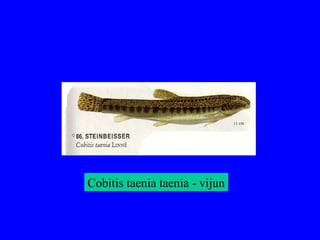 Cobitis taenia taenia - vijun
 